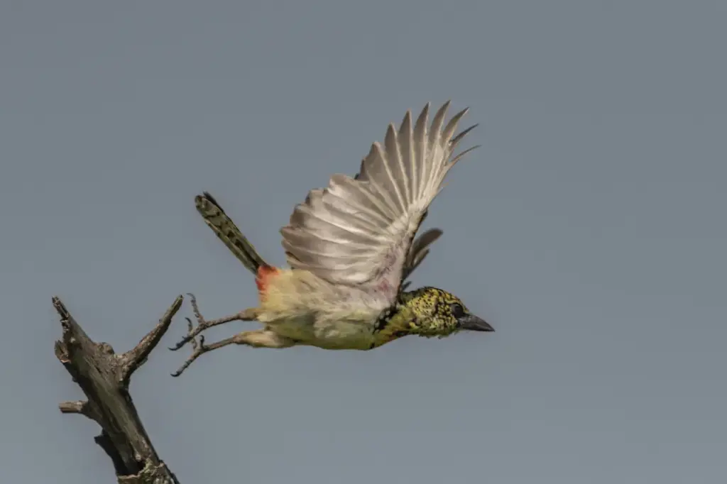 Usambiro Barbet Taking Off on the Branch