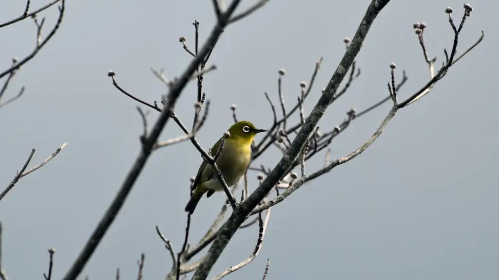The Vanikoro White-eye On The Tree