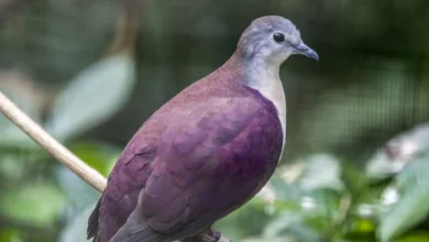 Vanuatu Birds of Prey