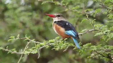 Vanuatu Kingfishers