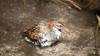 Vanuatu Wetland Birds