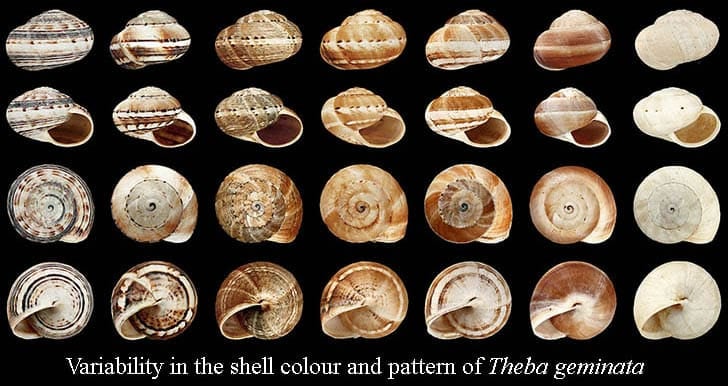 Shell of Theb geminata showing variation in gastropod shell colour and pattern.