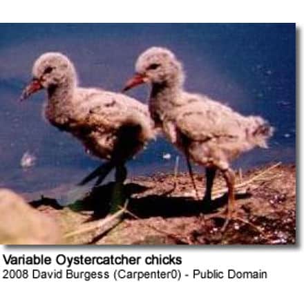 Variable Oystercatcher chicks