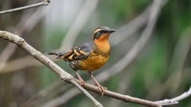Varied Thrushes Perched on a Thorn