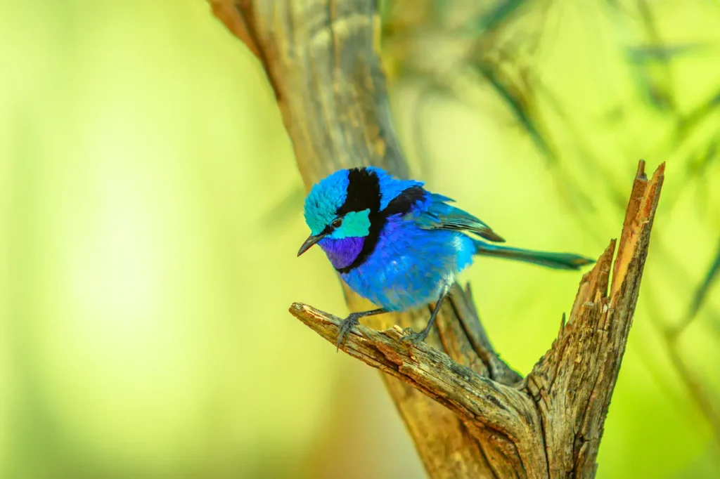 Variegated Fairy-wrens Image 