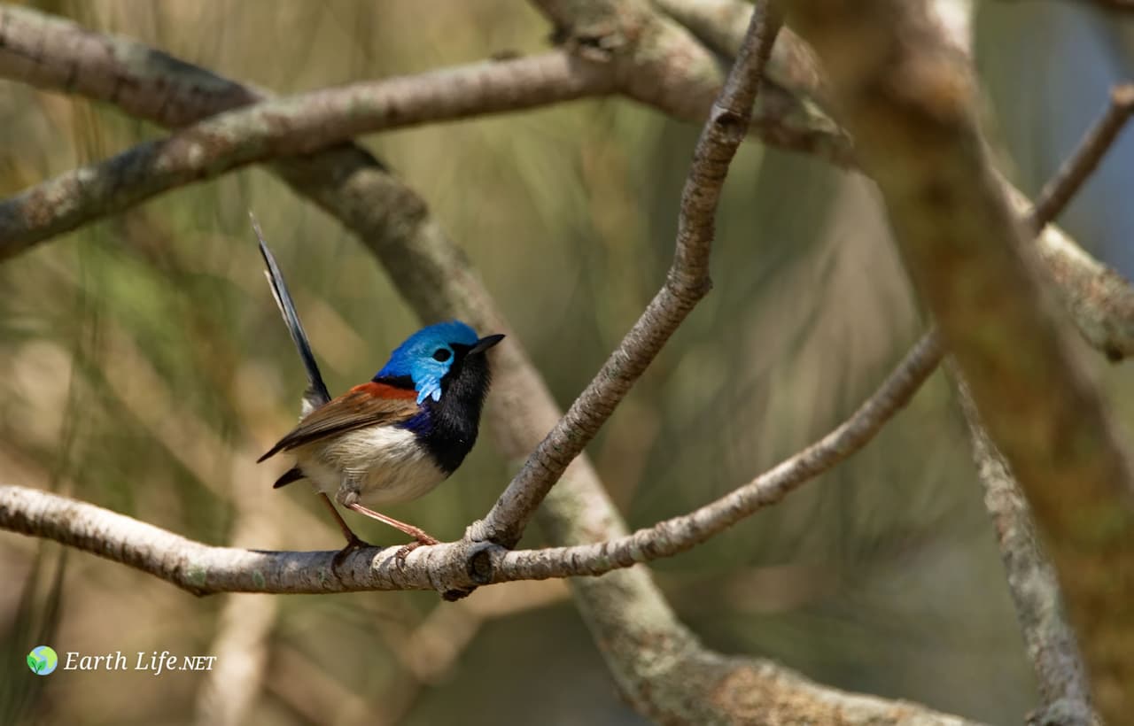 Variegated Fairy-wrens On A Branch