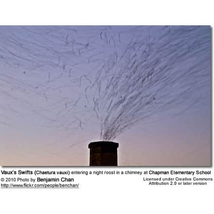 Vaux’s Swifts (Chaetura vauxi) entering a night roost in a chimney at Chapman Elementary School