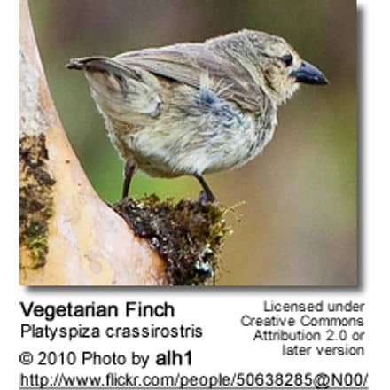 Vegetarian Finch (Platyspiza crassirostris or Camarhynchus crassirostris)