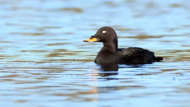Velvet Scoter