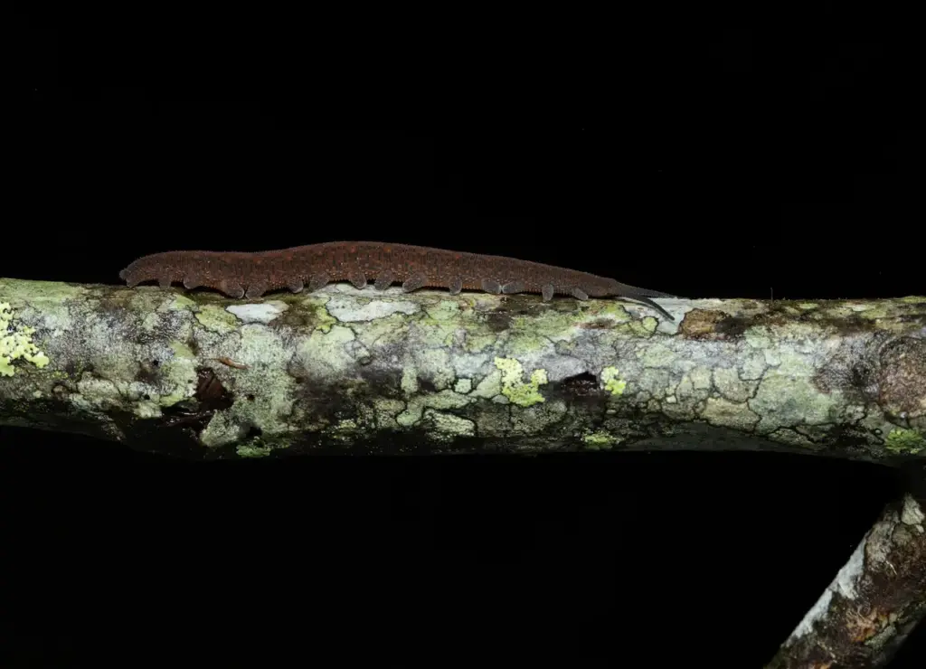 Velvet Worm in tropical Queensland Australia