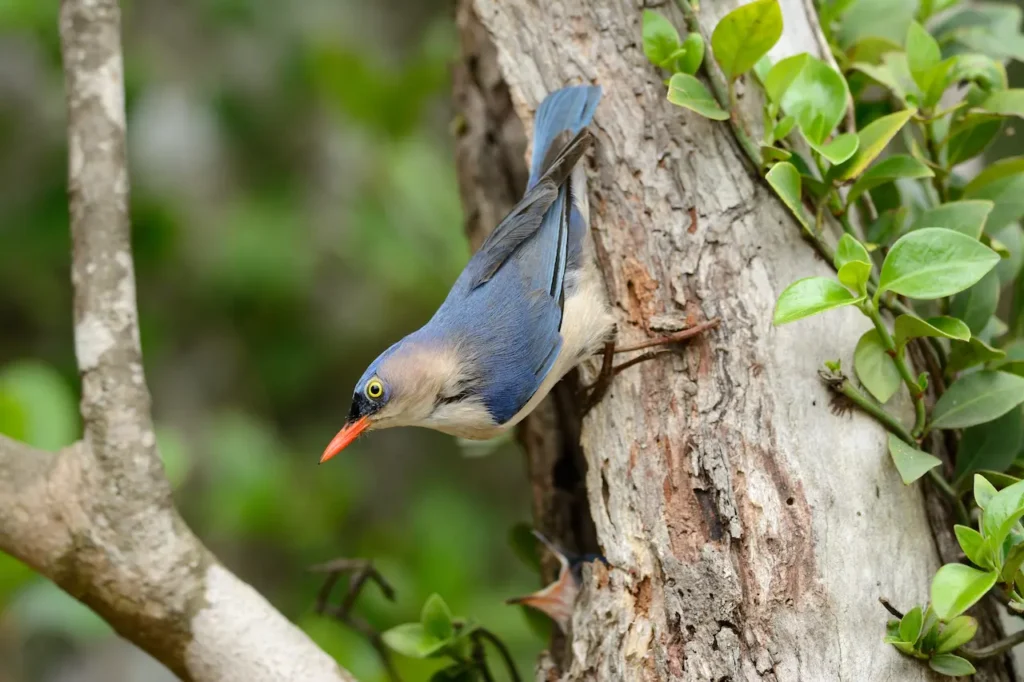 Velvet-fronted Nuthatches on a Tree 