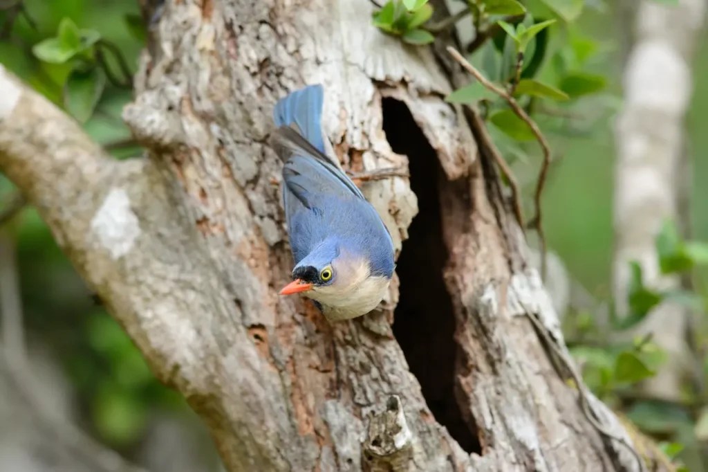 Velvet-fronted Nuthatches in the Forest 