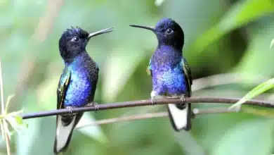 Two Velvet-purple Coronets on a Branch