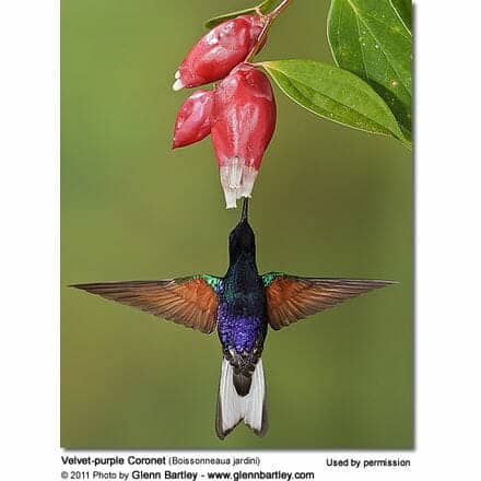 Velvet-purple Coronet (Boissonneaua jardini)