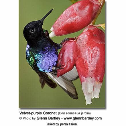 Velvet-purple Coronet (Boissonneaua jardini)