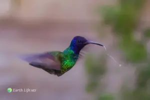 Venezuelan Sylph Hummingbird (Aglaiocercus berlepschi) Hovering