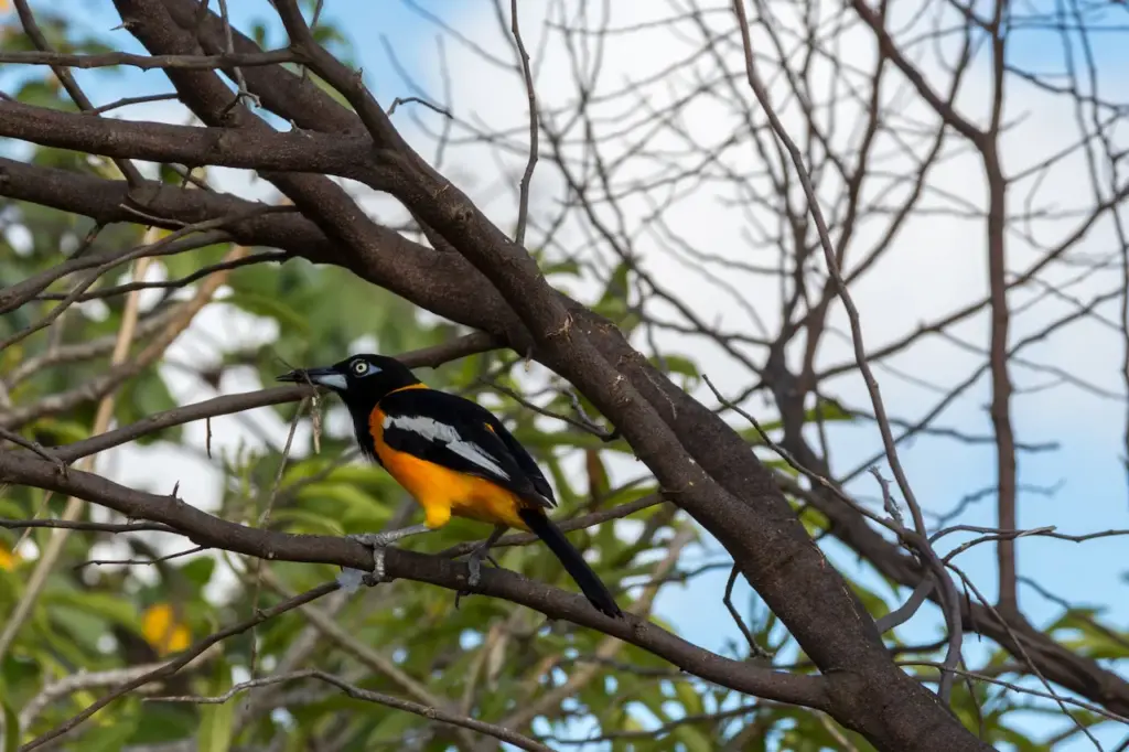 Venezuelan Troupial Perched into the Woods 