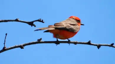 A Vermilion Flycatcher Perched on the Tree