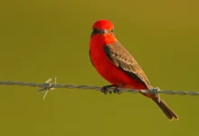 Vermilion Flycatchers
