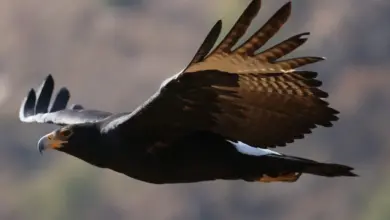 Verreaux's Eagles is on Flight