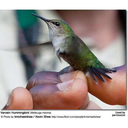 A close-up of a vervain hummingbird (Mellisuga minima) with green and white feathers, perched on a person's hand. Photographed by Kevin Shea, the vervain hummingbird's delicate features are highlighted against the blurred background. Attribution details are visible at the bottom.