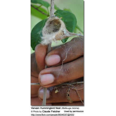 Vervain Hummingbird Nest (Mellisuga minima)
