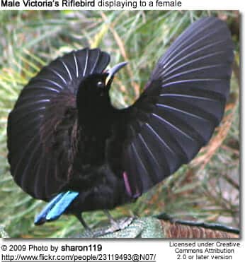 Male Victoria's Riflebird displaying to a female