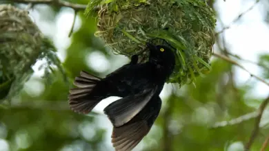 Vieillot's Black Weavers Building its Nest