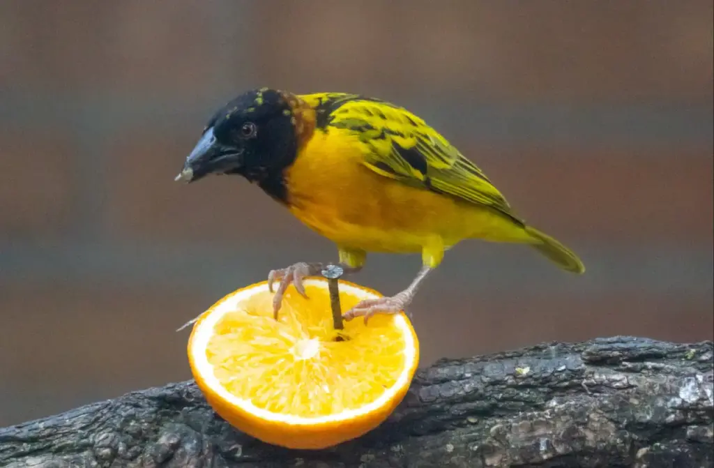Village Weaver Standing On The Top Of A Fruit
