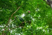 The Vinaceous Amazon Parrots Perched On A Branch Of The Tree