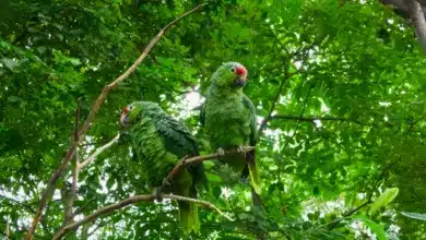 The Vinaceous Amazon Parrots Perched On A Branch Of The Tree