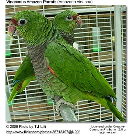 Vinaceous Amazon Parrots (Amazona vinacea)