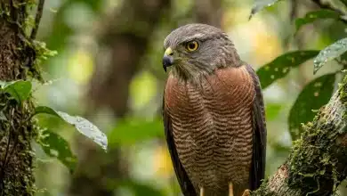 Vinous-breasted Sparrowhawks