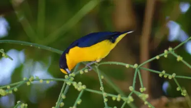 The Violaceous Euphonias Getting Food