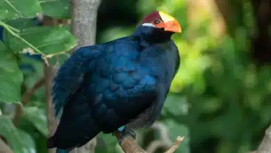 Violet Turacos