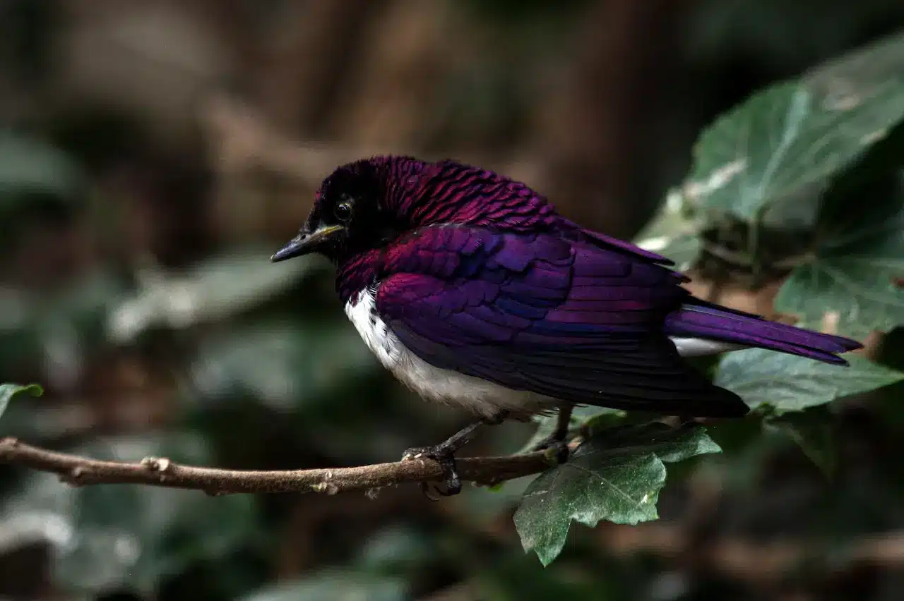 The Violet-backed Starlings Perched In The Branch of A Tree