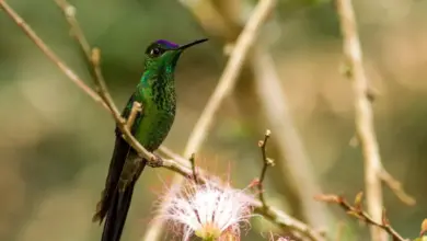 Violet-fronted Brilliant Hummingbirds Perched on a Thorn