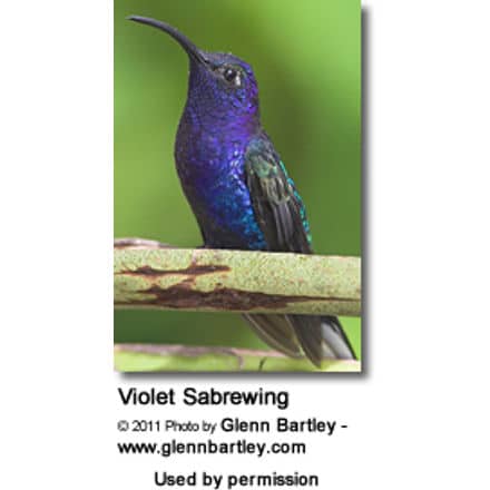 Violet Sabrewing