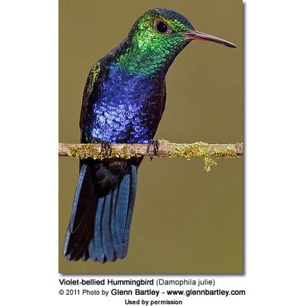 Violet-bellied Hummingbird (Damophila julie) - also known as Julie's Hummingbird
