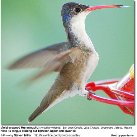 A Violet-crowned Hummingbird with a red bill is captured mid-motion, its wings a blur. Its tongue is sticking out between its upper and lower bill as it hovers near a red feeder. The text below identifies the Violet-crowned Hummingbird species and the photo credit.