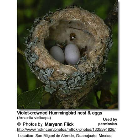 Violet-crowned Hummingbird nest and eggs