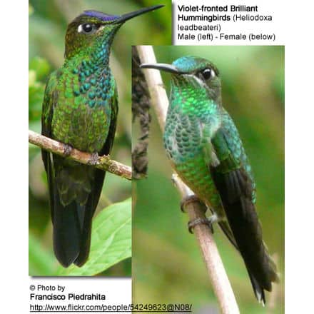 Violet-fronted Brilliant Hummingbirds
