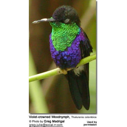 Violet-crowned Woodnymph, Thalurania colombica