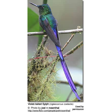 Violet tailed sylph