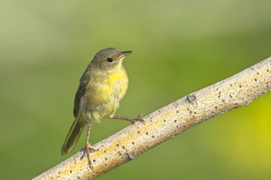 Vireos Image 