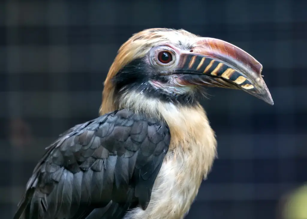 Visayan Tarictic Hornbills Close up Image