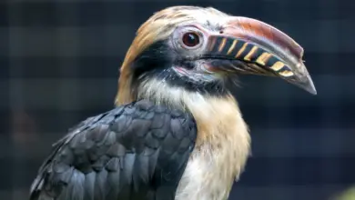 Visayan Tarictic Hornbills Close up Image