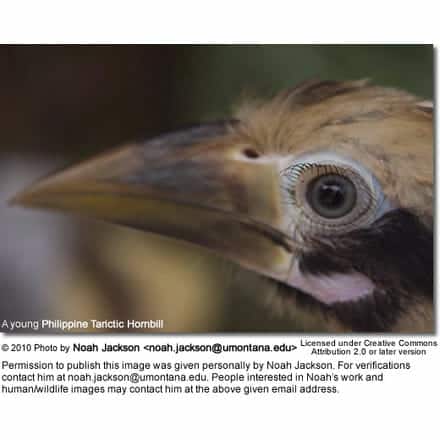 A young Philippine Tarictic Hornbill