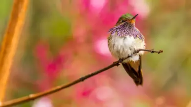 The Volcano Hummingbird Is Sitting In Thorn Of A Tree