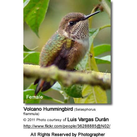 Volcano Hummingbird (Selasphorus flammula)